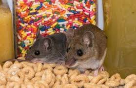 Pest control & exterminator services. Bohlman Pest Control Pest Extermination Grand Forks Nd