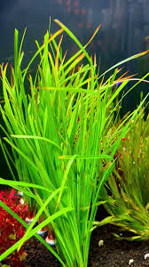 Image result for Cyperus spiralis