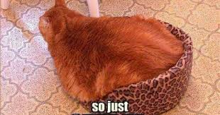 Cat Bed Bones Funny Cats Funny Pictures