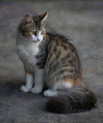 15 paling keren gambar kucing kartun hitam putih. Perak Kucing Duduk Tanah Mewarnai Hewan Peliharaan Tentang Kucing Domestik Binatang Menyusui Satu Hewan Pxfuel