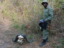 Image result for Leptactina platyphylla