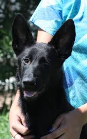 Browse photos and descriptions of 1000 of michigan old german if a person has a puppy of small breed it is easier to take care of it. Black German Shepherd For Sale German Shepherd Puppies For Sale