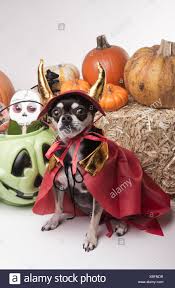 September 2008 um 22:59 uhr geschrieben: Sussigkeiten Hund Hunde Albern Welpe Halloween Kostum Kap Sussigkeiten Kurbis Stockfotografie Alamy