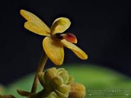 Image result for Solenangis conica