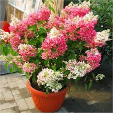 As the season progresses they turn pink, becoming deeper in colour. Hydrangea Paniculata Diamond Rouge Extra Large Flowering Plant Garden Plants