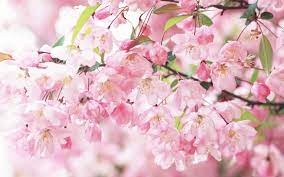 Pink And White Flowers Wallpapers Top Free Pink And White Flowers Backgrounds Wallpaperaccess