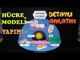 Hucre Modeli Yapimi Cell Model Diy Youtube
