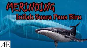 Anjing dapat mendengar suara ultrasonic. Paus Sperma Menghasilkan Suara Ultrasonik Vokalisasi Cute766