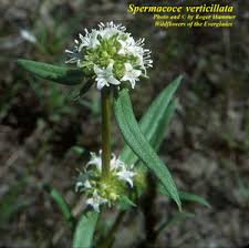Image result for Spermacoce kirkii