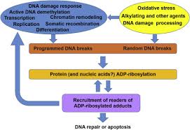 Top 10 most popular bus install cctv camera brands and get free shipping. Role Of Parp Catalyzed Adp Ribosylation In The Crosstalk Between Dna Strand Breaks And Epigenetic Regulation Sciencedirect