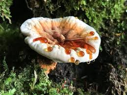 Image result for Homalium dentatum