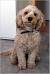 Summer Cocker Spaniel Haircut