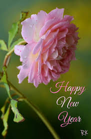 New Year Beautiful Roses Beautiful Flowers Happy Flowers