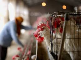 India tv news desk new delhi published on: Bird Flu Outbreak Dents Chicken Sales In India Hits Farmers India News Times Of India