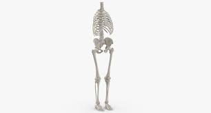 Find stockbilleder af female rib cage anatomy bones i hd og millionvis af andre royaltyfri stockbilleder, illustrationer og vektorer i shutterstocks samling. Real Human Rib Cage Spine Female Pelvis And Leg Bones Anatomy With Intervertibral Disks White 01 3d Modell Turbosquid 1657323
