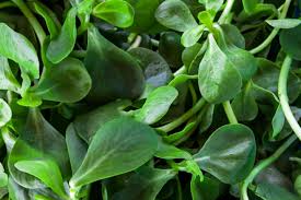 The least common place to find purslane flowers is in the pacific northwest. Purslane Focus On Its Culinary Uses Not Weed Control