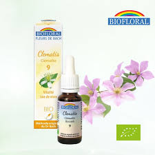 We did not find results for: N 09 Clematite Clematis Fleur De Bach