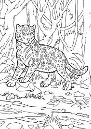 64 jungle book printable coloring pages for kids. Coloring Pages Printable Jaguar In Jungle Coloring Pages For Kids