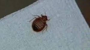 Amen pest control llc provides safe and effective insect, rodent and unwanted wildlife, pest control services in southfield and surrounding areas. Detroit Ranked No 7 In List Of Cities With Most Bed Bugs