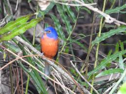 Bird Travel Photos Birding Sites Bird Information Male Female Painted Buntings At Feeder On Grou In 2020 Painted Bunting Bird Photography Bird Photo