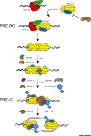 Download in under 30 seconds. Spotlight On The Replisome Aetiology Of Dna Replication Associated Genetic Diseases Trends In Genetics