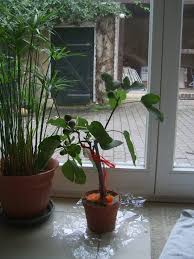 Résultat de recherche d'images pour "burying fig trees"