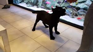 Black panther for sale at affordable prices. My Black Baby Panther Learning Sit And High Five Youtube
