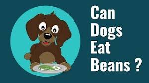 Jul 26, 2021 · pork and beans also provide a small amount of cholesterol, with 8 milligrams per cup. Can Dogs Eat Beans 2021 Pet Diet Guide