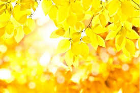 葉っぱが紅葉して赤くなるのはなぜ ねとらぼ