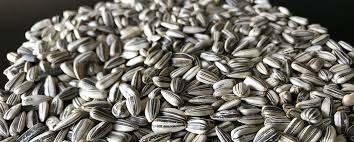 striped sunflower seed