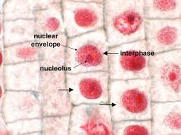 Plant cell mitosis and interphase. 19 5 Dna Replication In Eukaryotic Cells And The Eukaryotic Cell Cycle Biology Libretexts