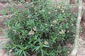 Image result for Lippia woodii