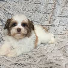 Havanese puppies for sale in texasselect a breed. Havanese Puppy For Sale In Houston Tx Adn 25164 On Puppyfinder Com Gender Male Age 8 Weeks Old Havanese Puppies Havanese Puppies For Sale Havanese