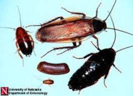 Films en vf ou vostfr et bien sûr en hd. Cockroaches Umn Extension