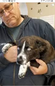 ⚠️IMPORTANT! Show me the first photo you took of your rescue babies!!!!👇  The first I took of my regal queen Koda Bear ❤ (4-5 years without a brush,  photo of her 5