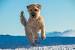 Hypoallergenic Low Maintenance Medium Sized Dogs