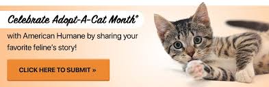 We are currently still closed for animal viewing at this time. Adopt A Cat Month American Humane American Humane