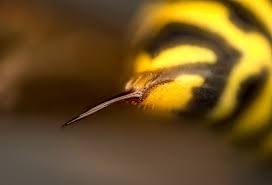 Learn how to identify them and prevent an infestation. Insect Trivia