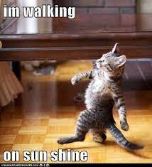 Meme generator, instant notifications, image/video download, achievements and many more! Lolcats Walking On Sunshine Lol At Funny Cat Memes Funny Cat Pictures With Words On Them Lol Cat Memes Funny Cats Funny Cat Pictures With