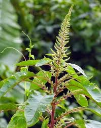 Image result for Amaranthus dubius