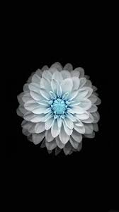 White Flower Iphone 7 Plus Wallpaper Huawei Wallpapers Iphone 6 Wallpaper