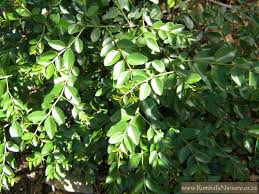 Image result for Scutia