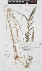 Image result for Willkommia sarmentosa