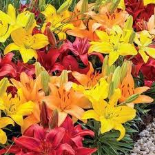 Carefree plants return year after year, increasing in. Pin By Susan Brush Jonas On Garden Growing Lilies Bulb Flowers Part Shade Flowers