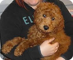 Autouncle is dein unabhängiger berater für die besten auto deals. Toronto On Goldendoodle Meet Wally A Pet For Adoption