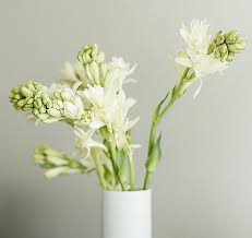 Tuberose Plants Flowers Planting Flowers Flower Arrangements Center Pieces Creative Flower Arrangements