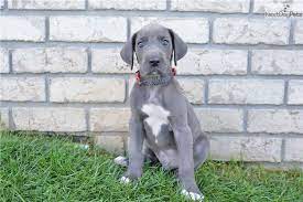 Visit us now to find the right great dane for you. Great Dane Puppy For Sale Near Cleveland Ohio 92e7a998 F711