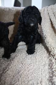 Maybe you would like to learn more about one of these? F1b Black Miniature Labradoodle Puppies London North West London Pets4homes