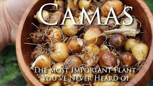 Image result for Triceratella drummondii