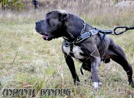 Honza borůvka, one of the most experienced bandog breeders in the czech republic, has chosen fast and agressive brik mysterious. Bandog Massive Dogs Dogs Dog Breeds